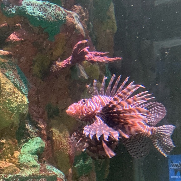 Meet your Posher, Breanna - Picture 1 of 1